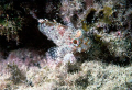   Scorpion fish Fuerteventura Spain  